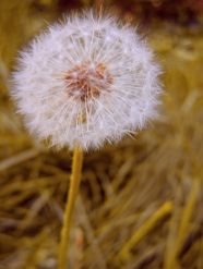 蒲公英图片素材