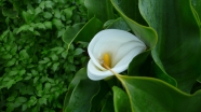 白色马蹄莲高清图片