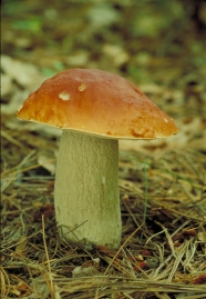 蘑菇图片素材下载