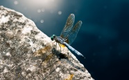 蓝色蜻蜓图片下载