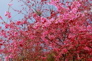 山櫻花盛開高清图片