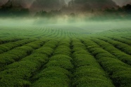 绿色茶海风景图片