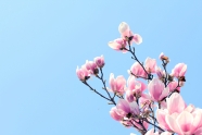 粉色兰花高清图片