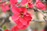 红色鲜艳花朵图片