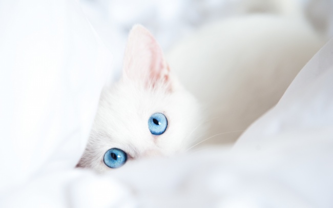 白色猫咪图片