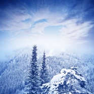 冬天雪松背景图片