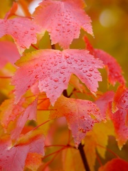 雨水打湿的枫叶图片