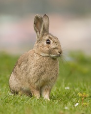 站立在草地上的灰兔图片