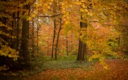 唯美秋季树林图片
