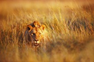 乱草丛中的狮子图片