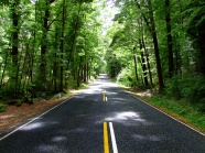 绿色树林公路风景图片