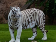 动物园孟加拉虎图片