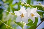 苏合香树花图片