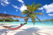 海边椰子树吊床图片