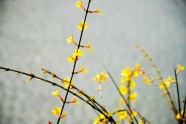 黄色清新迎春花图片
