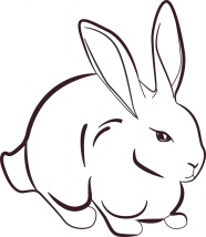 兔子简笔画图片
