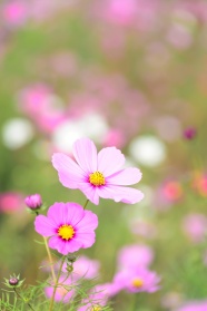 清新格桑花图片