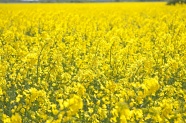 黄色油菜花风景图片