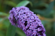 微距紫丁香图片
