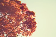 秋天的树唯美图片