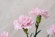 粉红康乃馨图片