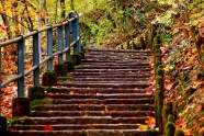 秋天森林公园石阶图片