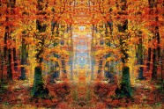 秋天森林图片