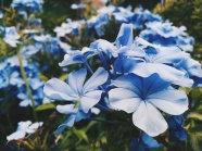 蓝色野花图片