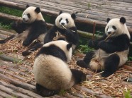 吃竹笋的大熊猫图片