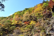 秋天森林风景图片