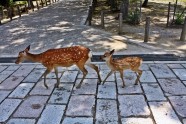 公园梅花鹿图片