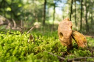树林野生蘑菇图片