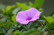 雨后牵牛花图片