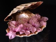 贝壳桃花图片
