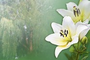 白色百合花背景图片