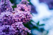 微距紫色丁香花图片