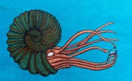 鹦鹉螺彩绘图片
