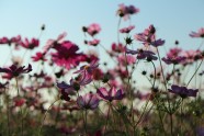 格桑花海图片