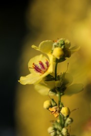 黄色的兰花图片