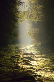 阳光静谧树林图片
