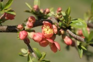 春天粉色海棠花图片