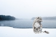 雪地雪豹图片