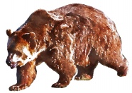 狗熊水彩画素材图片