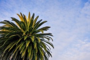 高清棕榈树图片