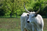 匈牙利牛图片