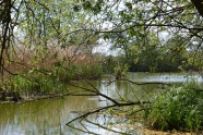 沼泽芦苇图片