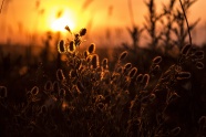 黄昏日落植物剪影图片