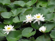 池塘白莲花图片