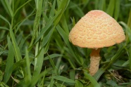 清新小蘑菇图片