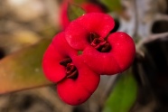 红色花朵微距图片